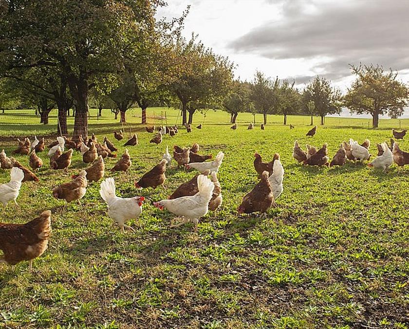 Farm image