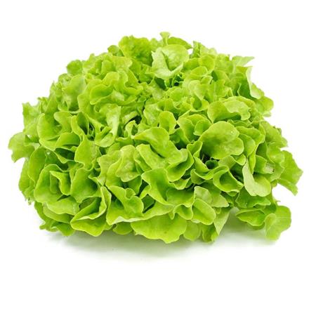Eichblattsalat grün Bio