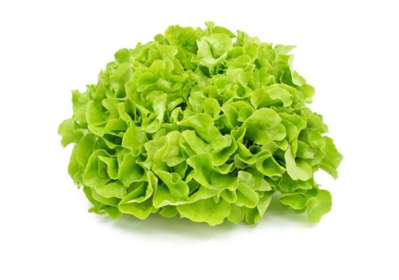 Eichblattsalat grün Bio
