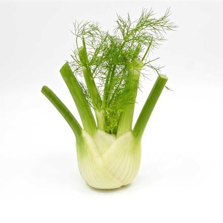 Fenchel Bio