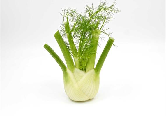 Fenchel Bio