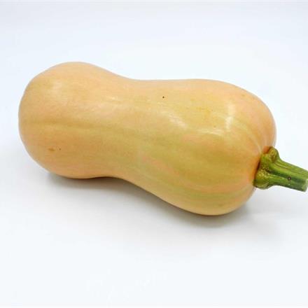Kürbis Butternuss Bio