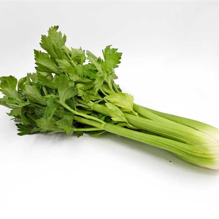Stangensellerie Bio