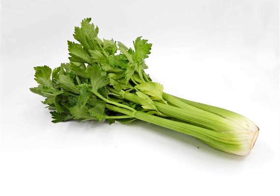 Stangensellerie Bio